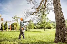 Best Tree Maintenance Programs  in Bellwood, VA