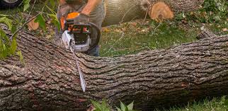 Best Fruit Tree Pruning  in Bellwood, VA