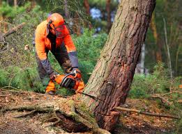 Best Utility Line Clearance  in Bellwood, VA