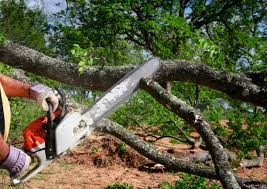 Best Hazardous Tree Removal  in Bellwood, VA
