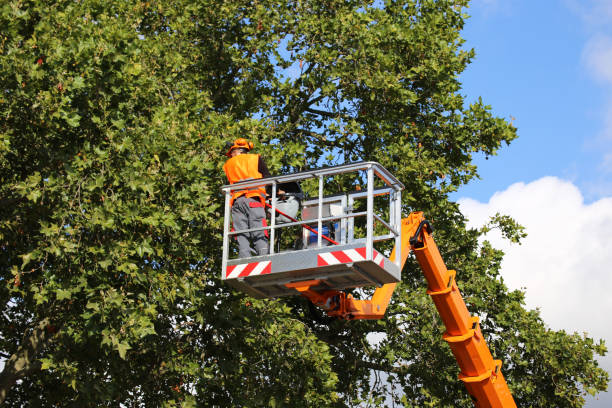 Best Tree Health Inspection  in Bellwood, VA