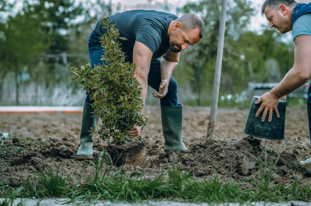 Best Pest Control for Lawns  in Bellwood, VA