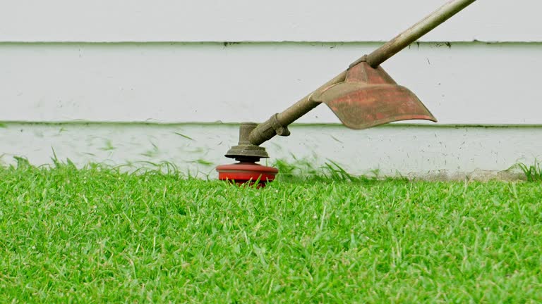 Best Stump Grinding and Removal  in Bellwood, VA
