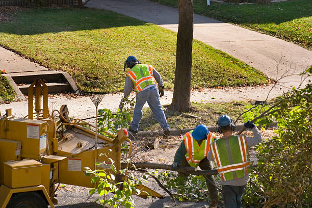 Best Lawn Renovation and Restoration  in Bellwood, VA