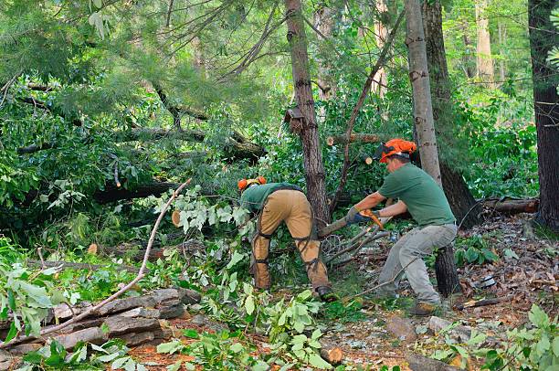 Best Commercial Tree Services  in Bellwood, VA