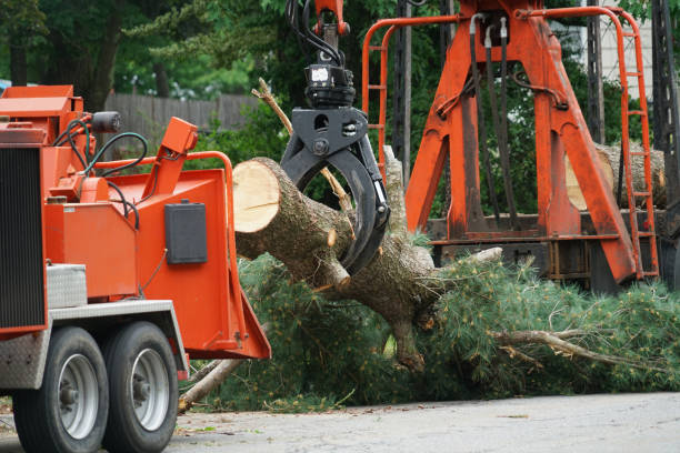 How Our Tree Care Process Works  in  Bellwood, VA