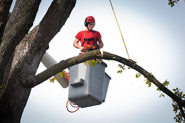 Best Storm Damage Tree Cleanup  in Bellwood, VA