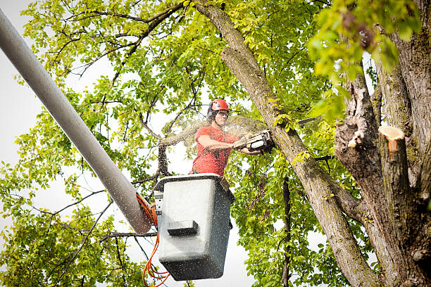 Best Firewood Processing and Delivery  in Bellwood, VA
