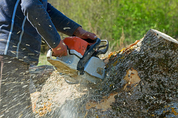 Best Lot and Land Clearing  in Bellwood, VA
