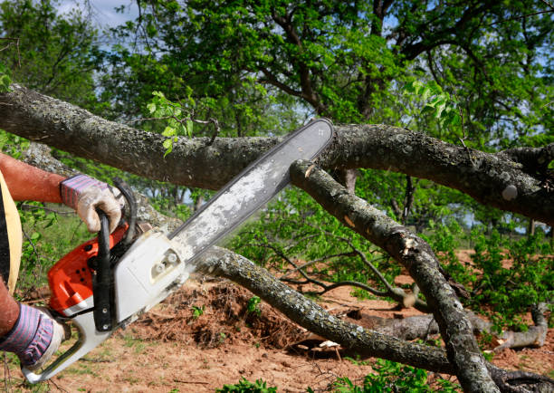 Best Tree Preservation Services  in Bellwood, VA